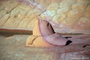 コットンウッド・コーブ サウス・コヨーテ･ビュート