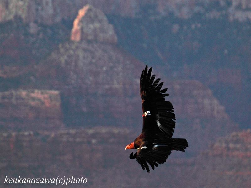 カリフォルニアコンドル