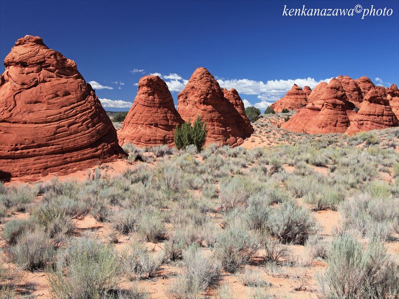 ティーピー サウスコヨーテビュート