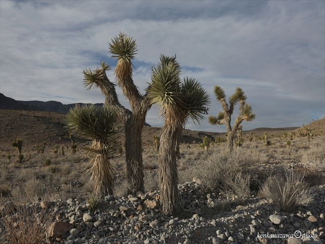 ジョシュア・ツリー国立公園
