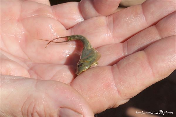 タッド・ポール・シュリンプ、オタマジャクシエビ、カブトエビ