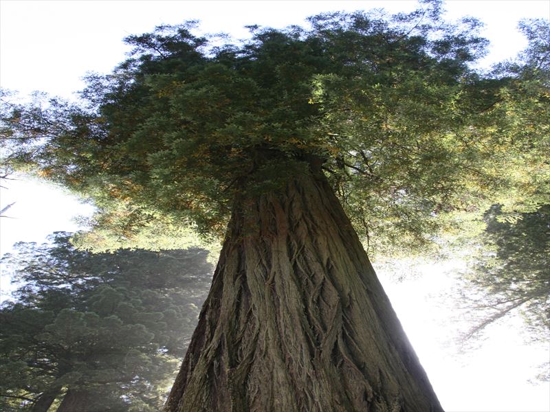 レッドウッド国立公園及びカリフォルニア州立公園