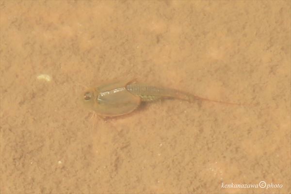 タッド・ポール・シュリンプ、オタマジャクシエビ、カブトエビ