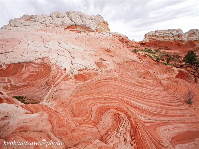 ホワイトポケット