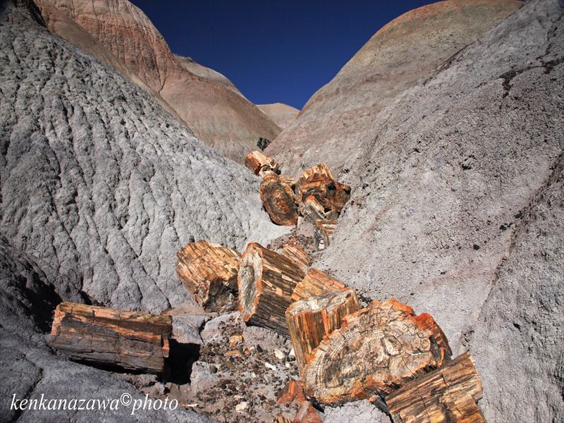 化石の森、ペトロファードフォーレースト