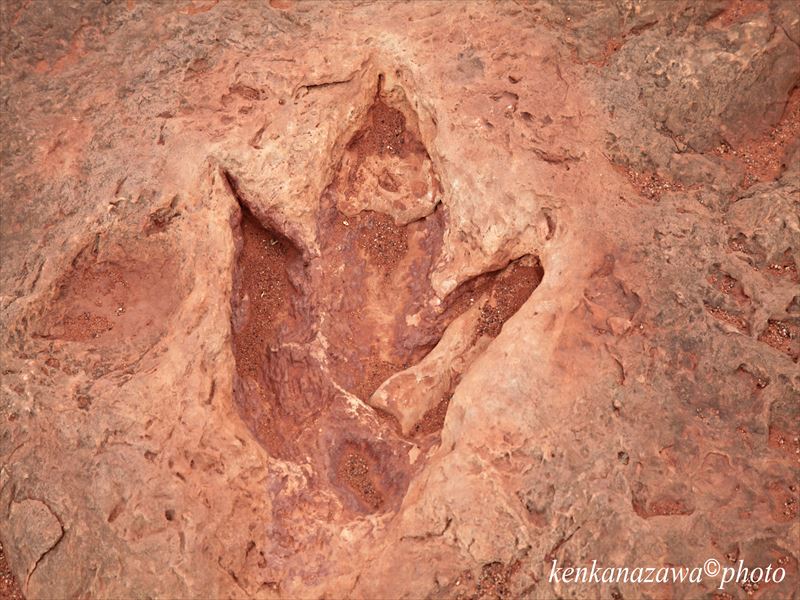 ダイナソアートラック
恐竜の足跡