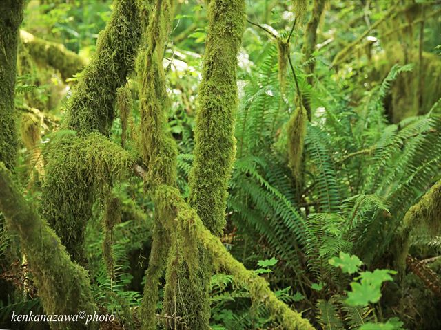 オリンピック国立公園