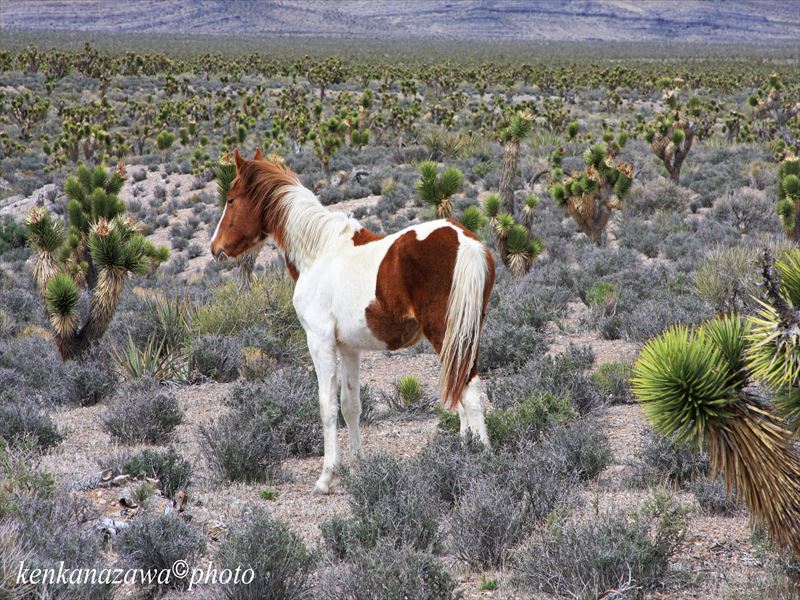 デッドホースポイント