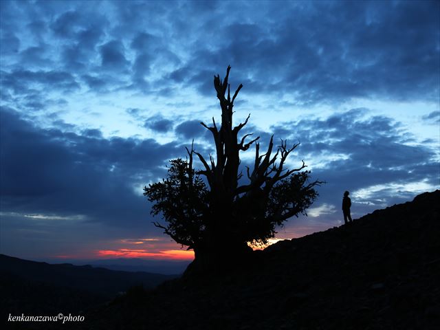 世界最古の生命体 ブリスルコー