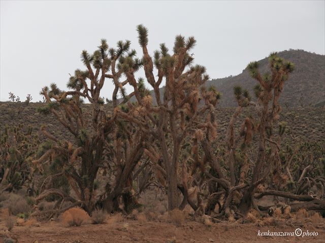 ジョシュア・ツリー国立公園