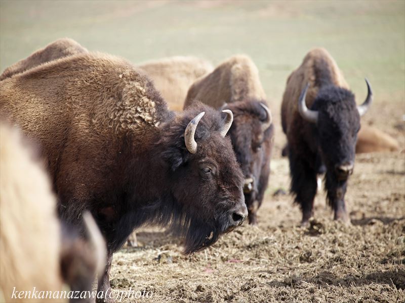 バッファロー