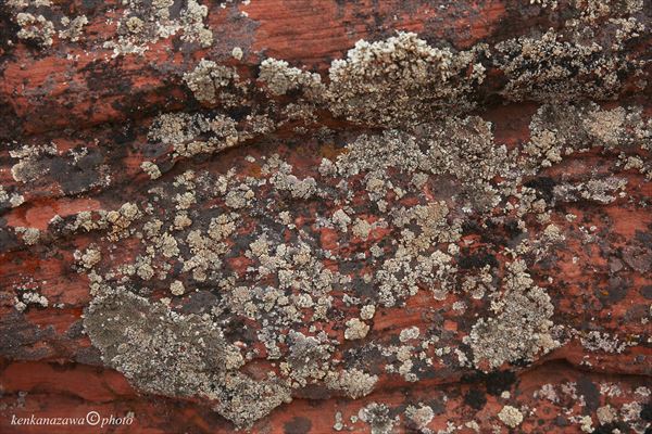 シアノバクテリア アメリカ