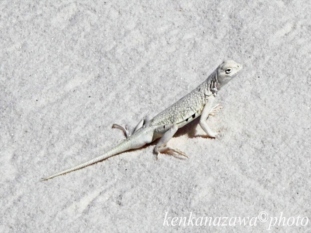 ホワイト・サンズ　ニューメキシコ州