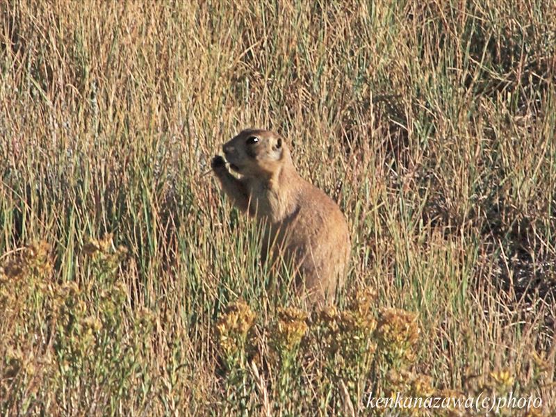 プレリードッグ