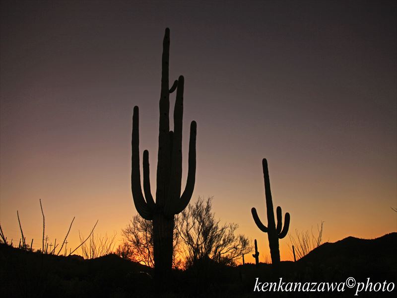 サワロ国立公園 アリゾナ州