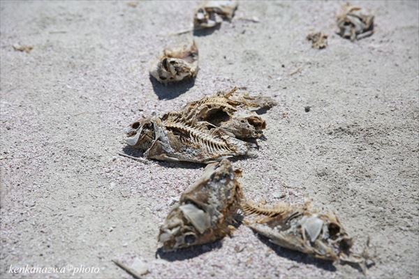 ソルトン湖 カリフォルニア州最大の湖