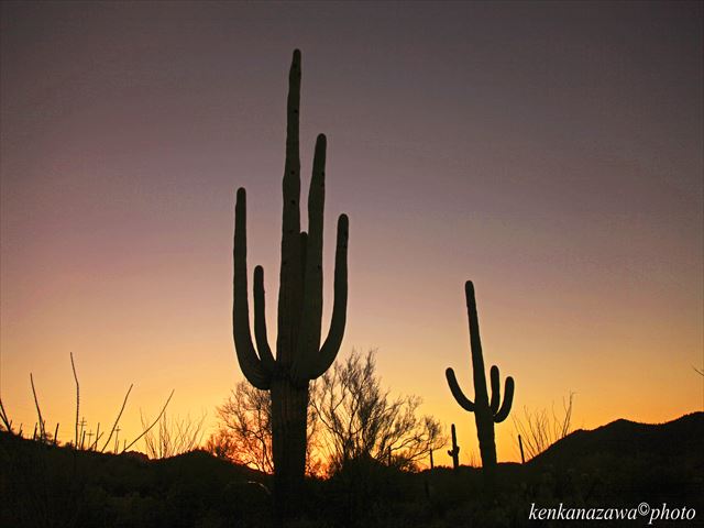 フランク・ロイド・ライト