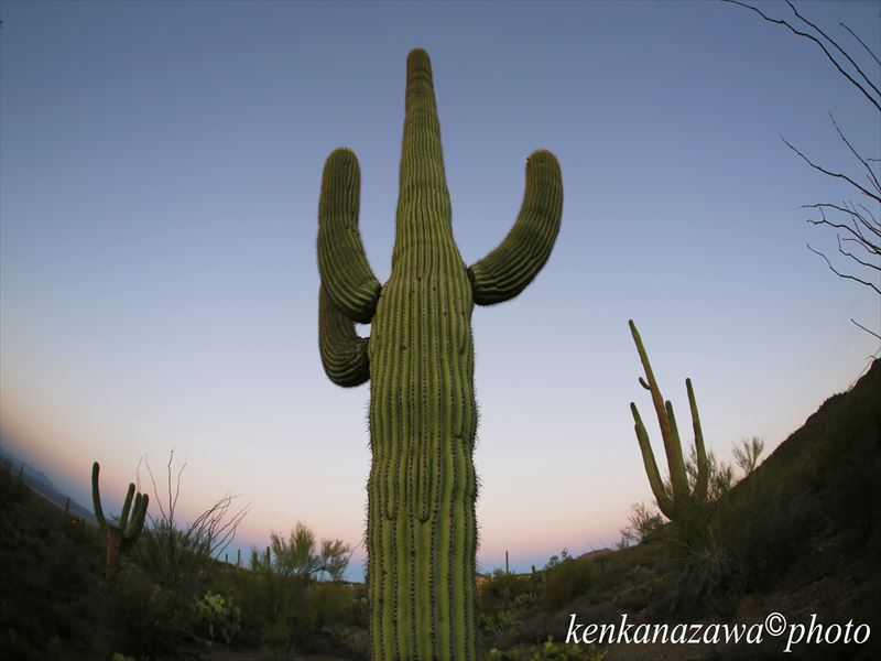 サワロ国立公園 アリゾナ州