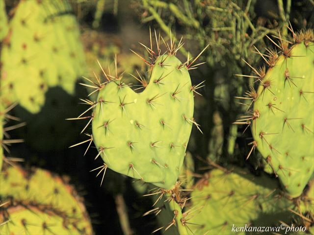フランク・ロイド・ラ