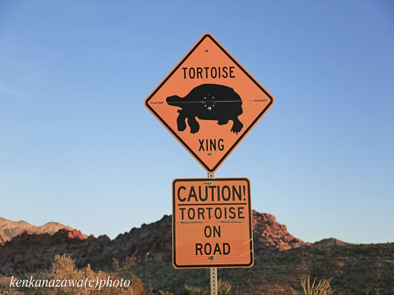 デザート・タートル/ 砂漠の亀