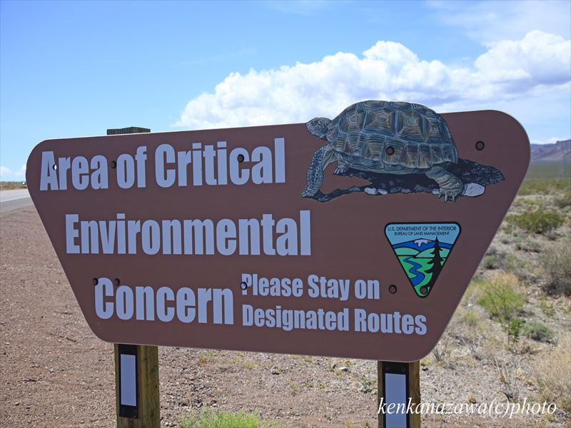 デザート・タートル/ 砂漠の亀