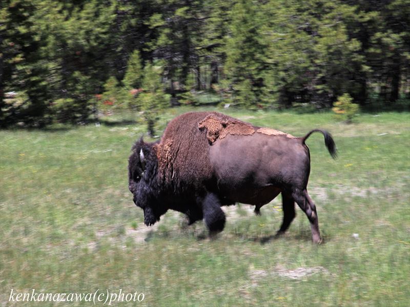 バッファロー