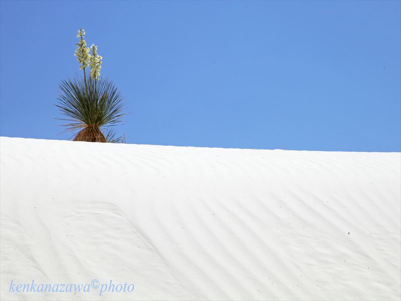 ホワイトサンズ