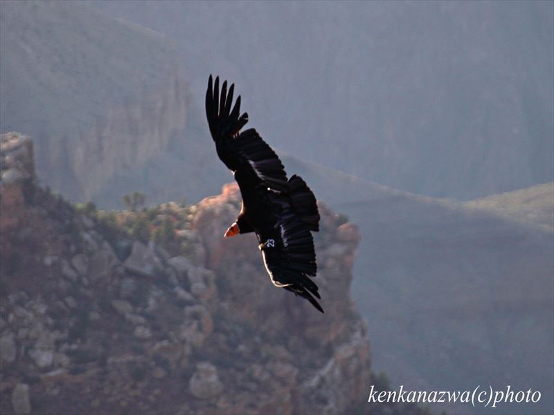 カリフォルニアコンドル
